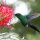 El colibrí y la flor (Cuento)